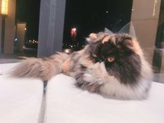 -瞄一喵猫咖(格力海岸店)