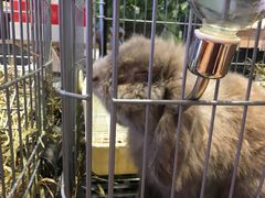 -藦茜花园宠物主题亲子互动体验馆(国顺东路店)
