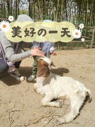 -上美四季动物农场
