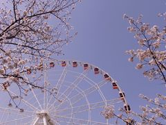 -顾村公园