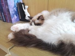 -飞行喵MR PILOT|猫舍·猫咖(静安大融城店)