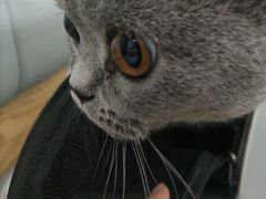 -艾贝尔宠物医院·24H转诊中心·肿瘤猫专科(江宁双龙店)