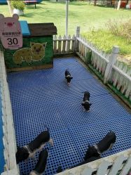 -萌宠亲子动物乐园(槐房万达店)