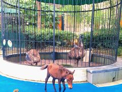 -上海崇明金茂凯悦酒店