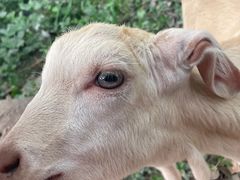 -马陆小张葡萄园农家乐