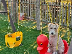 -宠乐会宠物乐园