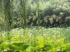 -康庄公园