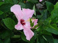 -荔枝公园(福田区)