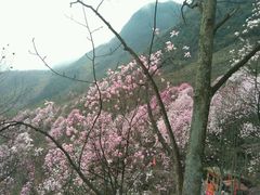 景点-九皇山景区