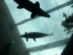 -新加坡水上探险乐园