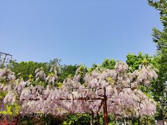 -嘉定紫藤园