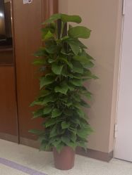 -厦门美莱整形美容医院