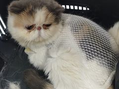 -中农国际动物医院24小时·猫科·骨科·急重症中心