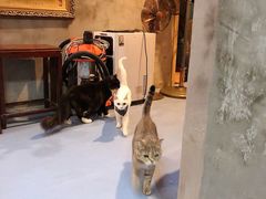 -猫色咖啡·猫咖