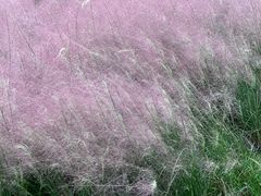 -南通洲际绿博园