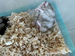 -怪兽屋·羊驼·猫咖·狗咖(俊华广场店)