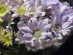 -循礼门鲜花花市(武汉循礼门店)