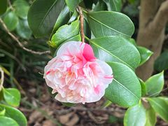 -墨尔本皇家植物园