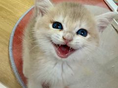 -青奢宠物·青奢猫舍