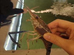 -会江钓鱼钓虾烧烤场