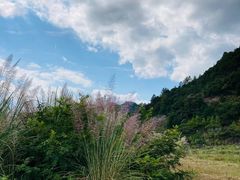 -小芝红树林