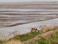 -盐城丹顶鹤湿地生态旅游区