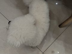 -北京观赏动物医院·24小时大型综合·猫专科·异宠专科