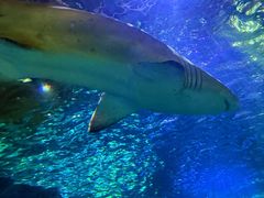 -悉尼海洋生物水族馆