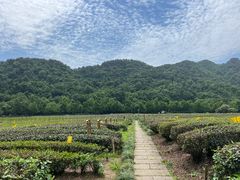 -中国茶叶博物馆(双峰馆区)