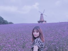 -大塘金香草谷