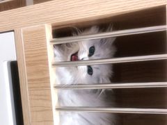 -老吴的猫·猫舍(新区店)