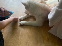 -Husky Go! 哈士奇体验馆·宠物咖啡厅狗咖