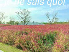 -花开海上生态园
