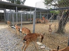 -鹿境梅花鹿生态园区