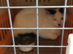 -纳吉亚猫专科动物医院博雅分院