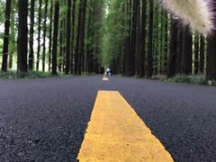 -黄海国家森林公园