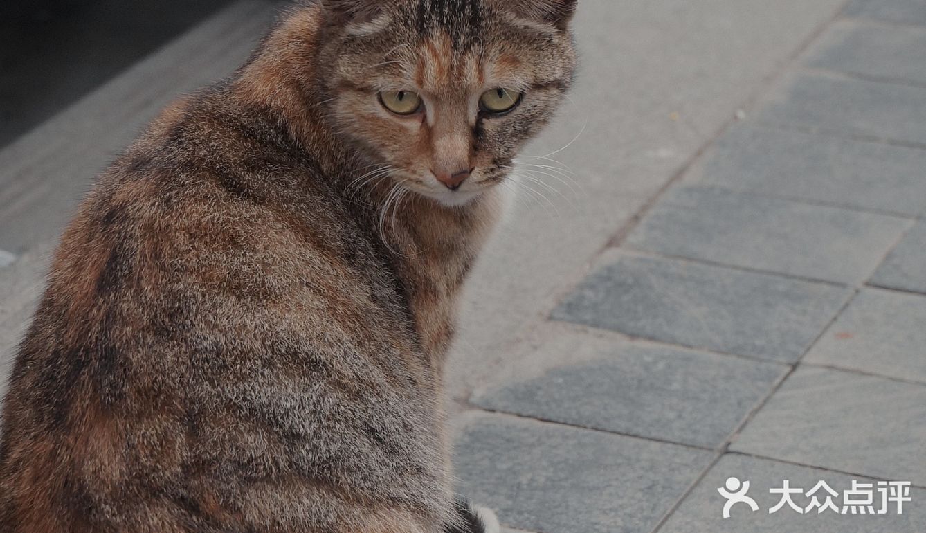 桂花深处的冰博克｜老板，把你最贵的两款☕拿来~