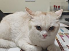 -千城康桥宠物医院CT影像·骨科·心脏专科中心(厚街分院)