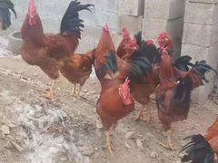 -华龙特色大骨鸡农家菜馆