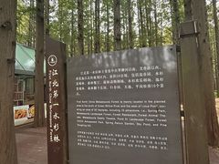 -日照海滨国家森林公园