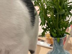 -循礼门鲜花花市(武汉循礼门店)