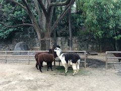 -昆明动物园