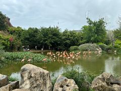 -芽庄珍珠岛游乐园