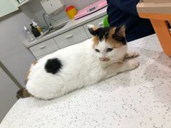 -佳雯宠物医院(金华南路分院)