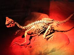 -正佳自然科学博物馆