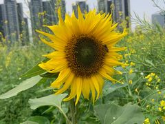 -光明小镇欢乐田园