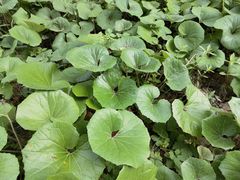 -同里国家湿地公园