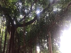 -胡里山炮台