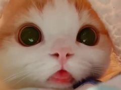 -聚星影咖