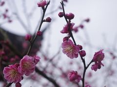 -香雪海